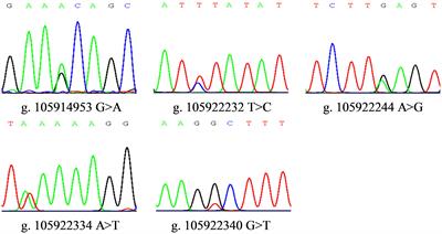 Five SNPs Within the FGF5 Gene Significantly Affect Both Wool Traits and Growth Performance in Fine-Wool Sheep (Ovis aries)